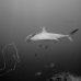 shark_hammerhead_scalloped_ci_h_0065_cr.jpg